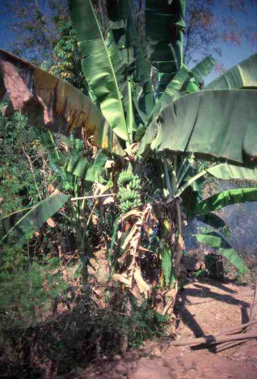 musa-fruit-thailand-copy