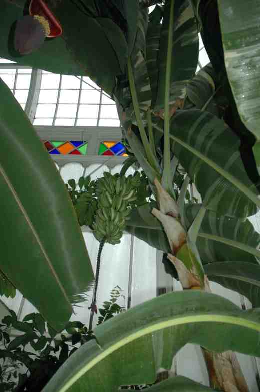 musa-variegated-conservatory-of-flowers-sf-2-copy