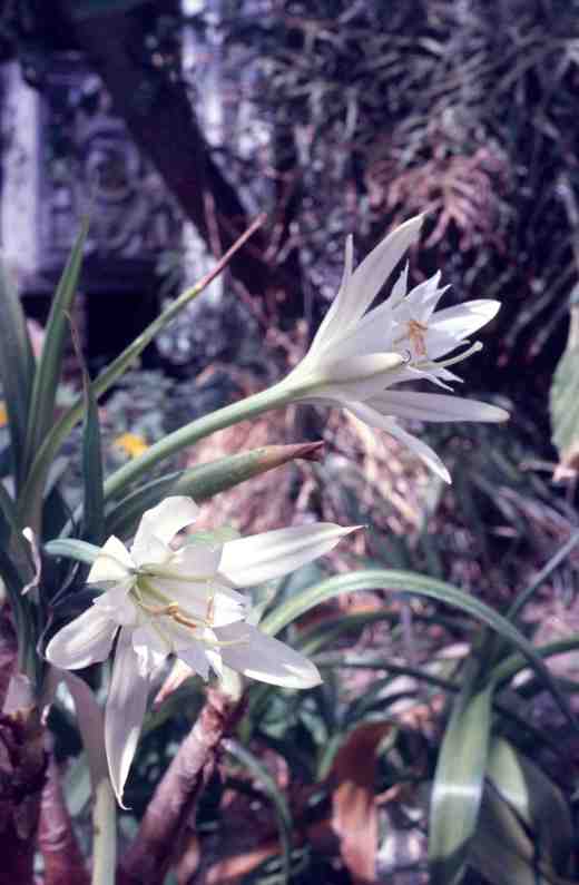 pamianthe-peruviana-2-copy