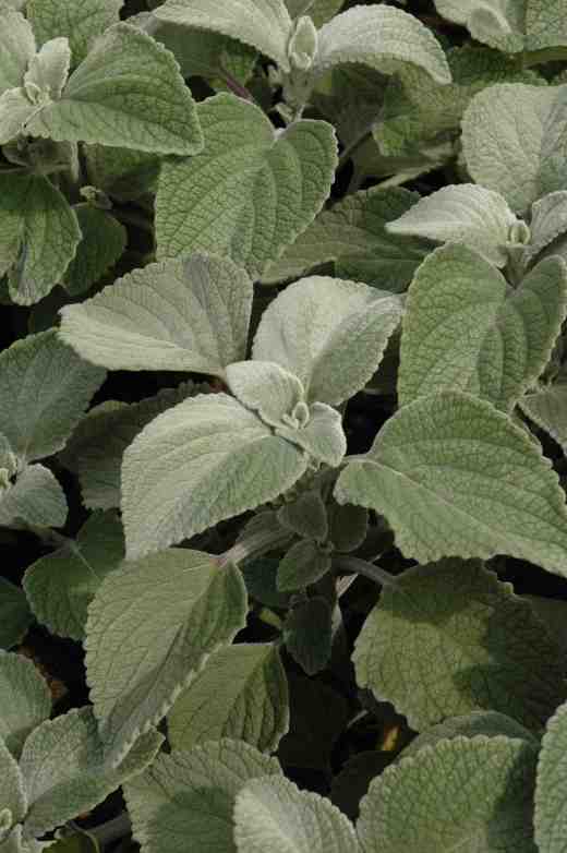 plectranthus-argentatus-silver-shield3-copy