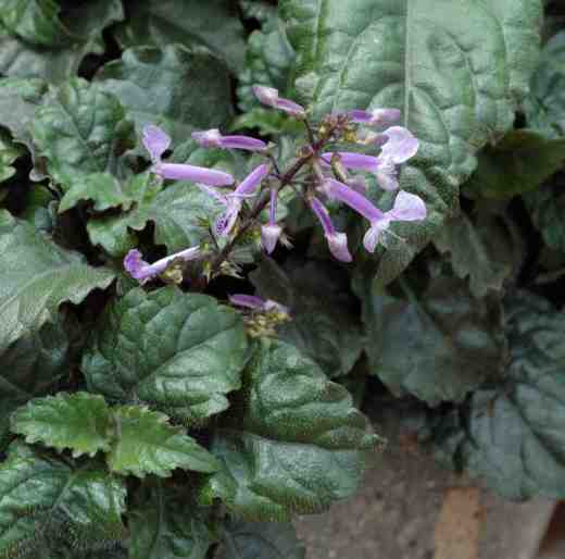 plectranthus-mona-lavender-ball-cole-7-06-copy