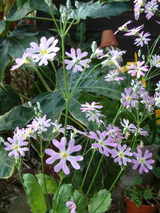 primuiila-bubbles-seedling-copy