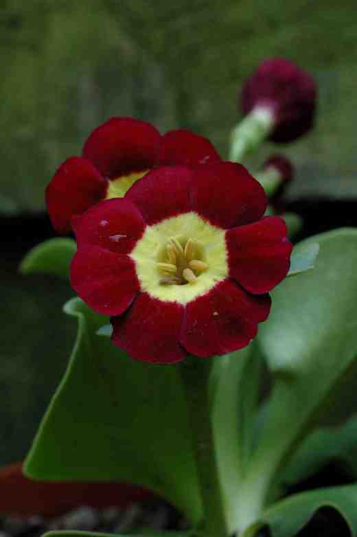 primula-auricula-cherry-2-4-06-copy