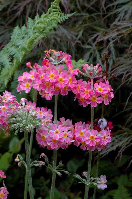 primula-candelabra-arley-6-062-copy