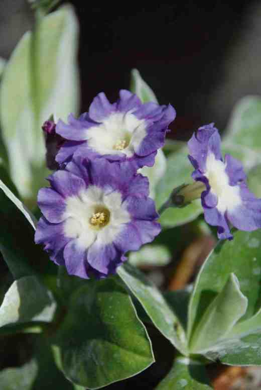 primula-irish-blue2-copy