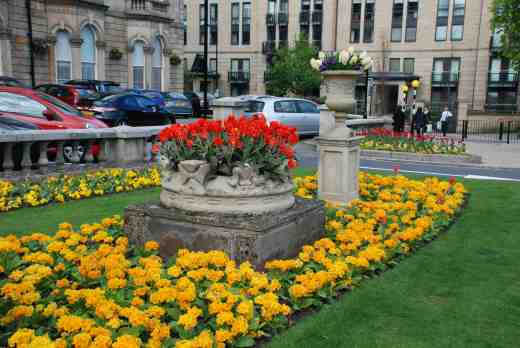 primula-polyanthus-harrog-20116-copy