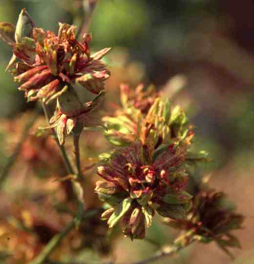 rosa-chinensis-viridif-copy