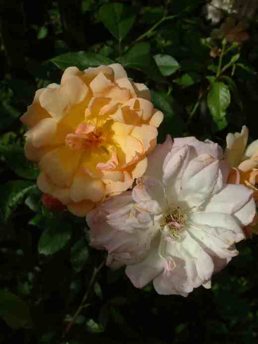 rose-aaimee-vibert-home-copy