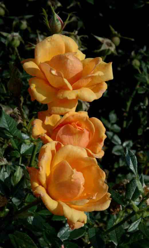 rose-amber-nectar-ckj2-copy