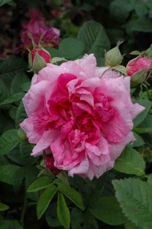 rose-belle-de-crecy-arley-6-06-copy