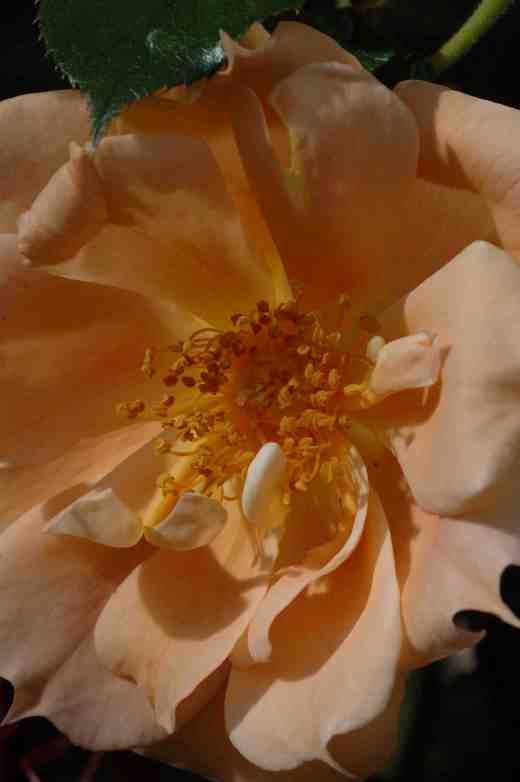 rose-bidge-of-sighs-21-6-06-copy