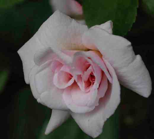 rose-ceceile-brunne2-copy