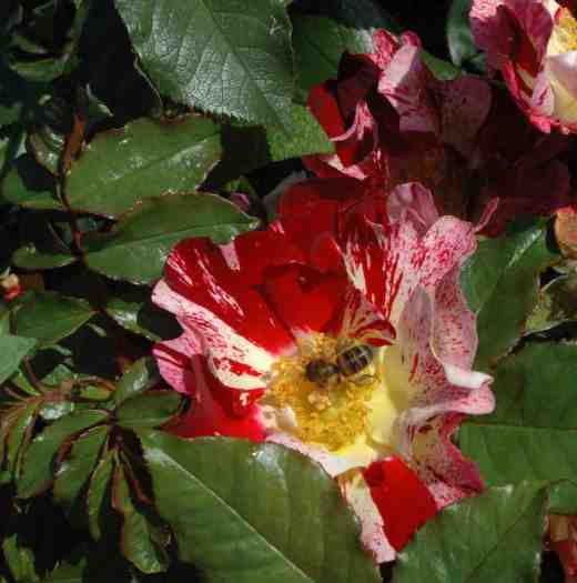 rose-crazy-for-you-ckj4-copy