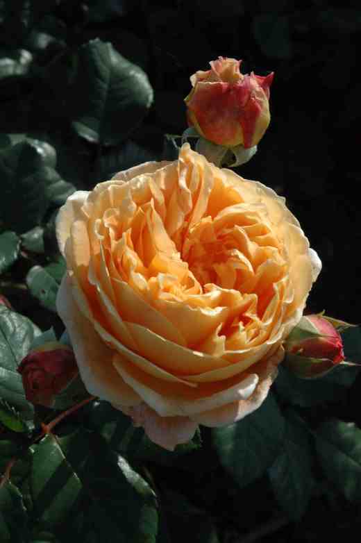 rose-crown-princess-ckj2-copy