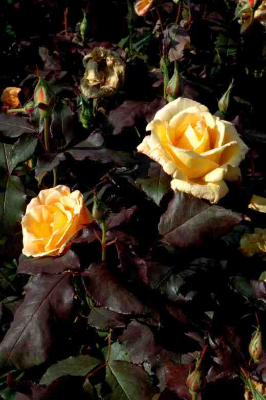 rose-freddie-mercury-ckj-copy