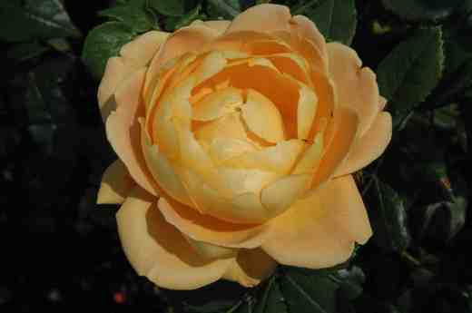 rose-golden-celebration-ckj2-copy