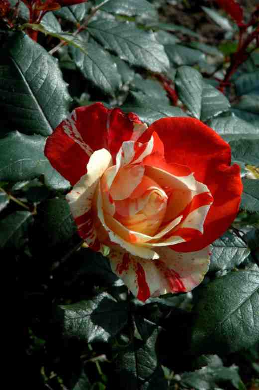 rose-hanky-panky-ckj4-copy