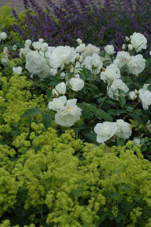 rose-iceberg-alchemilla-arley-6-06-copy