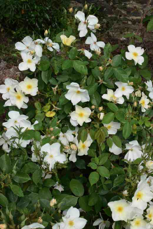 rose-kew-gardens3-copy