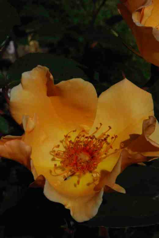 rose-mrs-oakley-fisher-ht-copy