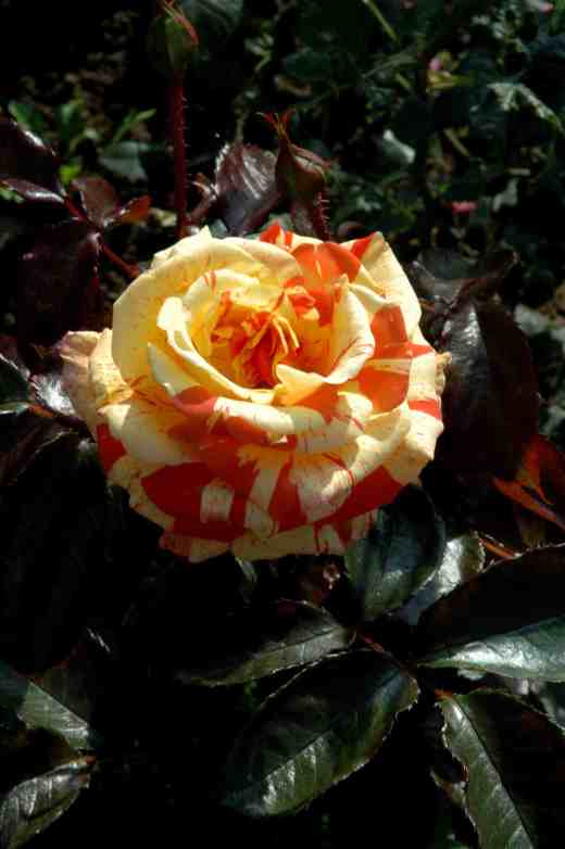 rose-oranges-and-lemons-ckj-copy