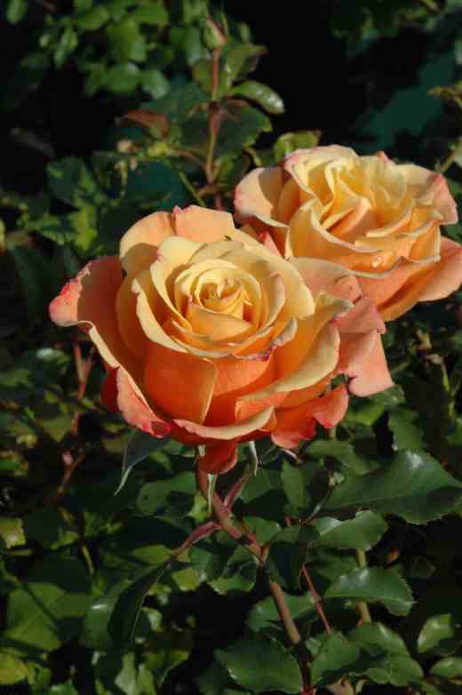 rose-singin-in-the-rain-ck-jones-copy