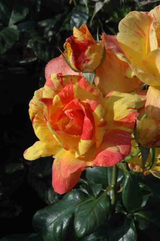 rose-tenacious-ckj4-copy