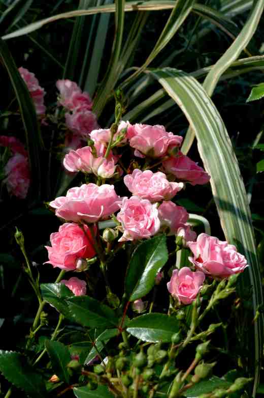 rose-the-fairy-4-7-06-copy