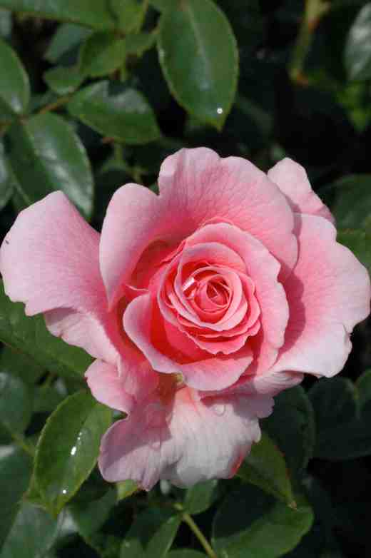rose-tickled-pink-roty-2007-4-7-063-copy