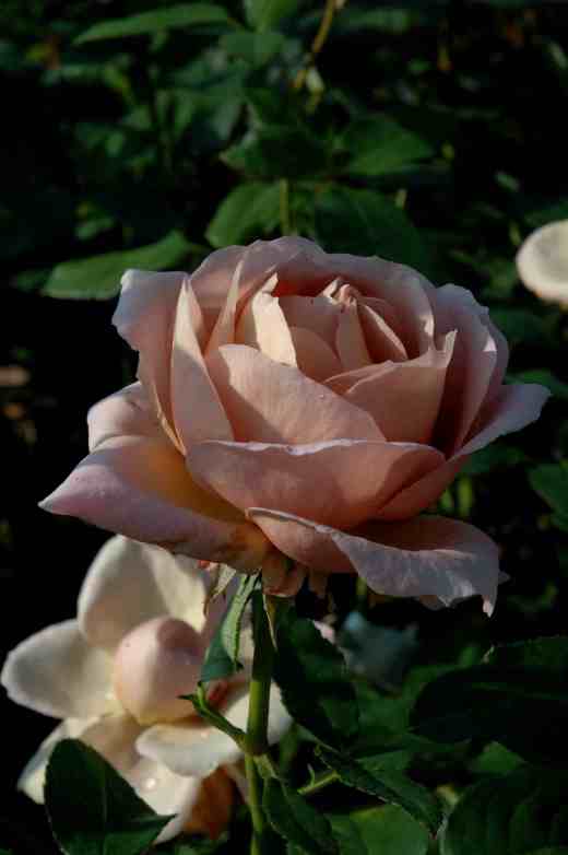 rose-vidal-sassoon-ckjones2-copy