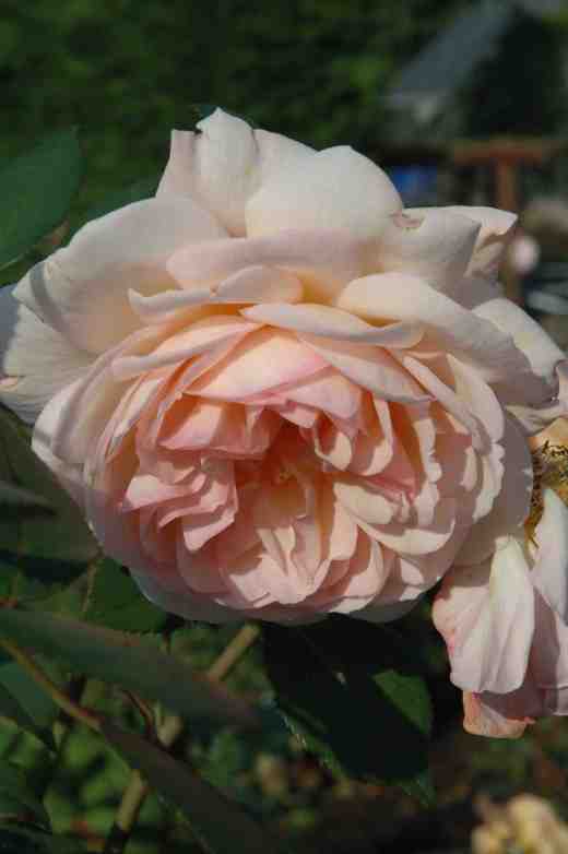 rosea-shropshire-lad-ckjones-copy