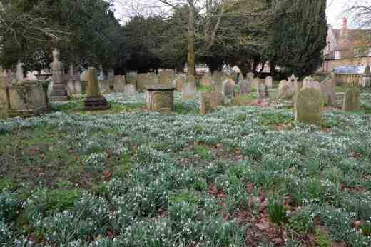 abbey-snowdrops-3