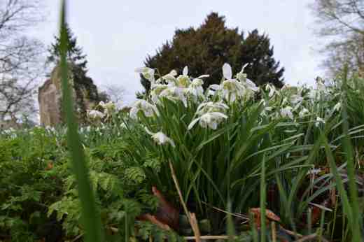 abbey-snowdrops-4