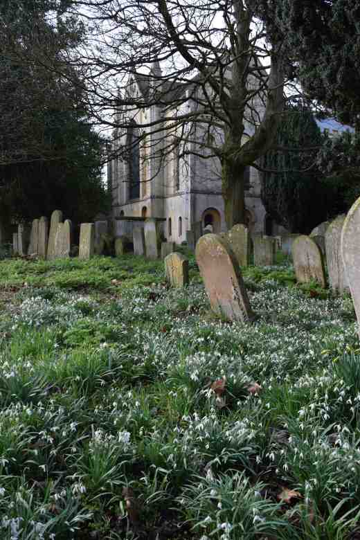 abbey-snowdrops
