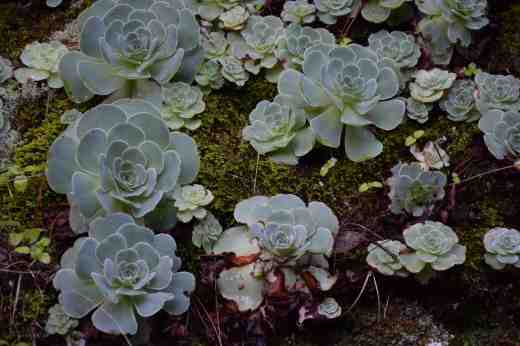 aeonium-5