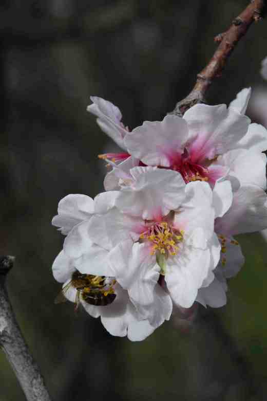 barranco-de-guayadeque-11