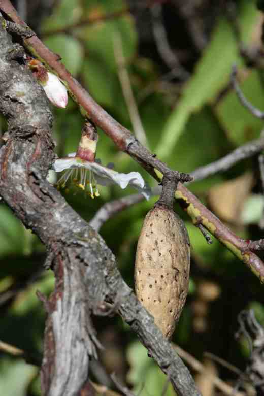 barranco-de-guayadeque-13