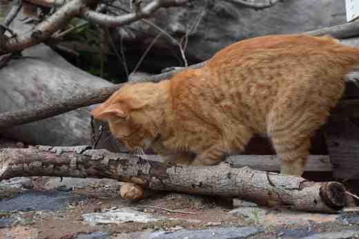 barranco-de-guayadeque-2