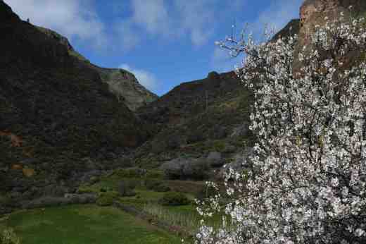 barranco-de-guayadeque-5