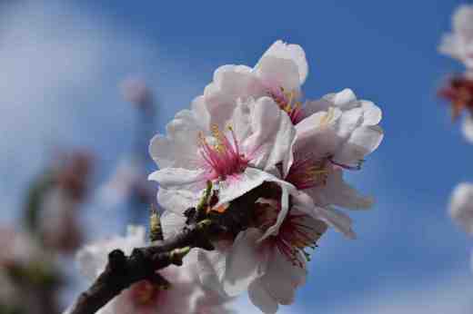 barranco-de-guayadeque-9