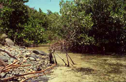 Mangrove swamp