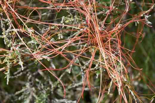 dodder
