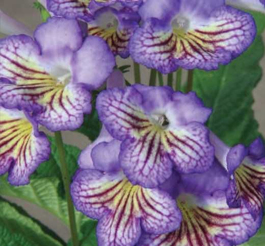 'Elin' (C) www.dibleys.com