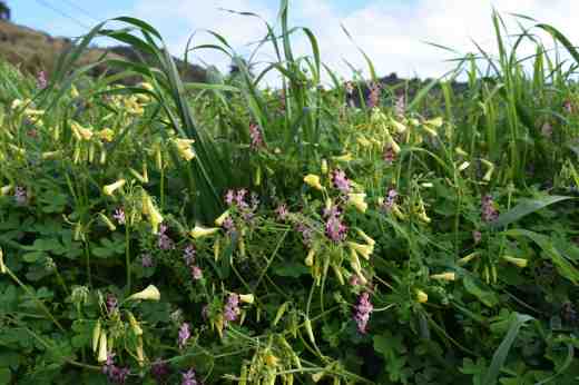 ermita-del-corazon-de-jesus-los-arbejales7