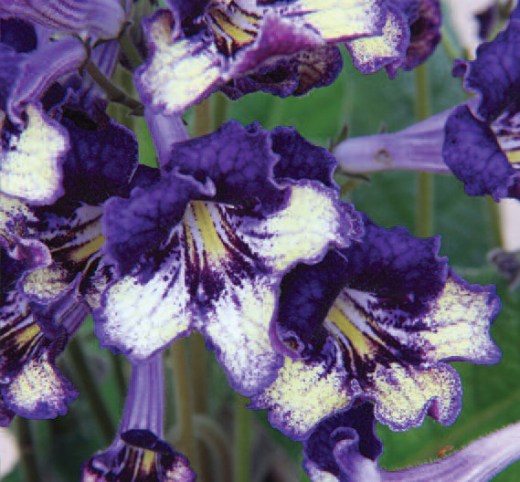 'Gold Dust' (C) www.dibleys.com