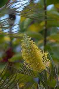 Grevillea