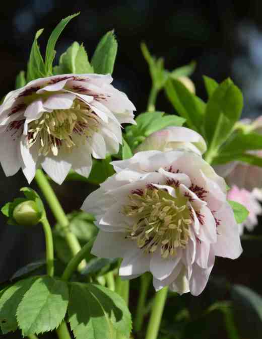 helle-double-ellen-pink