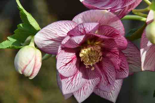 helle-spring-promise-lily2