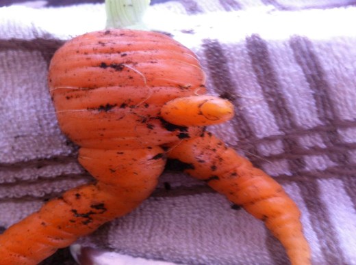 Copywright Van Meuwen - Winner 2016, Mrs Brand of Weston-Super-Mare