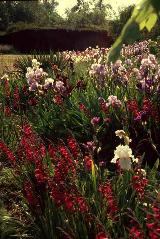 iris-beds-flower-2-copy